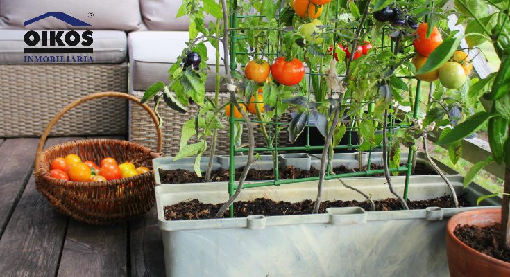 Huerta urbana en vivienda de Bogotá