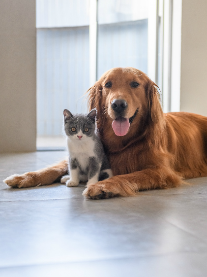 Mascotas en vivienda adaptada para ellos